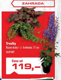 Trvalky