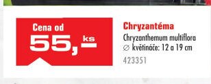 Chryzantéma