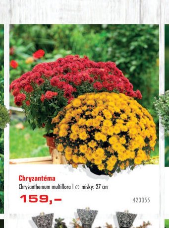 Chryzantéma