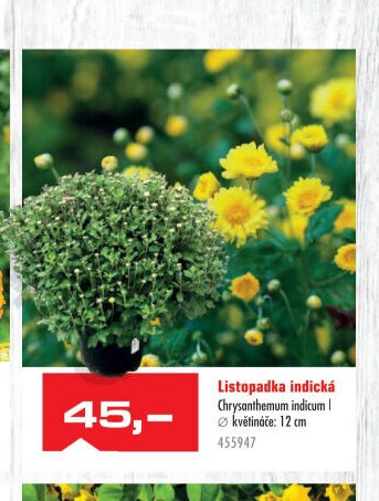 Listopadka indická