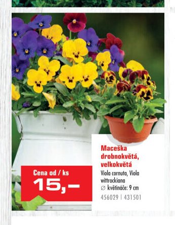 Maceška drobnokvětá, velkokvětá