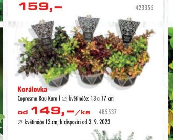 Korálovka