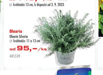 Olearia