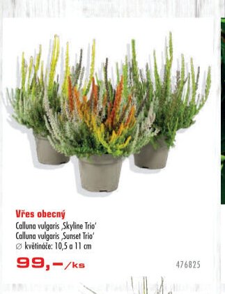 Vřes obecný