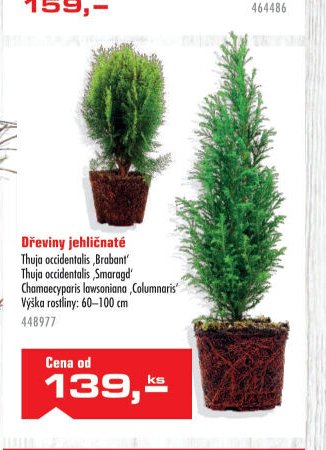 Dřeviny jehličnaté