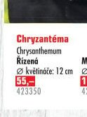 Chryzantéma Řízená