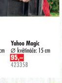 Chryzantéma Yahoo Magic