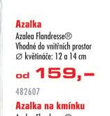Azalka Azalea Flandresse