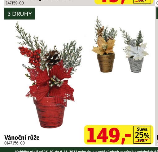 Vánoční růže