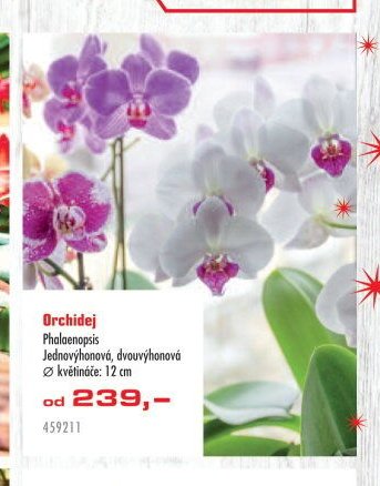 Orchidej