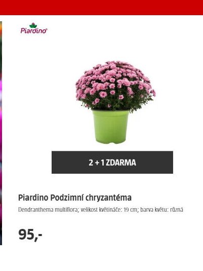 Piardino Podzimní chryzantéma
