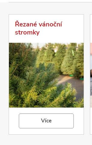 Řezané vánoční stromky