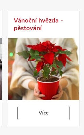 Vánoční hvězda - pěstování