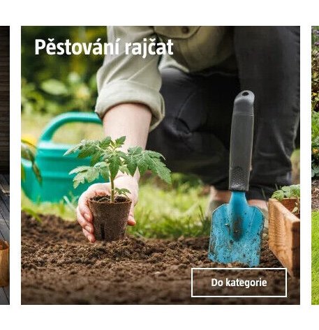 Pěstování rajčat