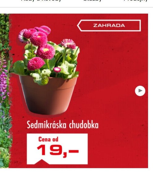 Sedmikráska chudobka