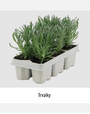 Trvalky