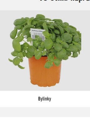 Bylinky