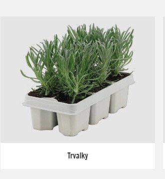 Trvalky