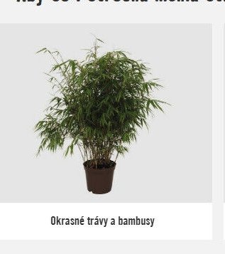 Okrasné trávy a bambusy