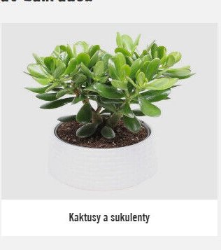 Kaktusy a sukulenty