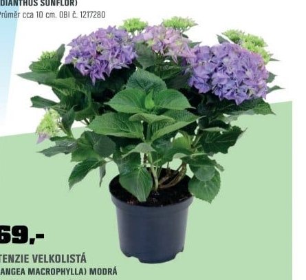 HORTENZIE VELKOLISTÁ