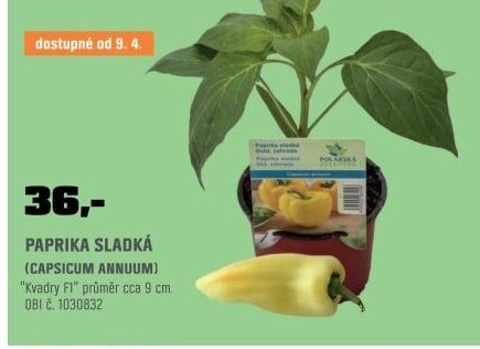 PAPRIKA SLADKÁ (CAPSICUM ANNUUM)