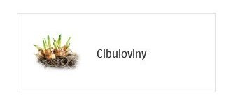 Cibuloviny