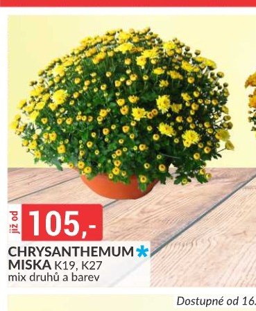 CHRYSANTHEMUM MISKA